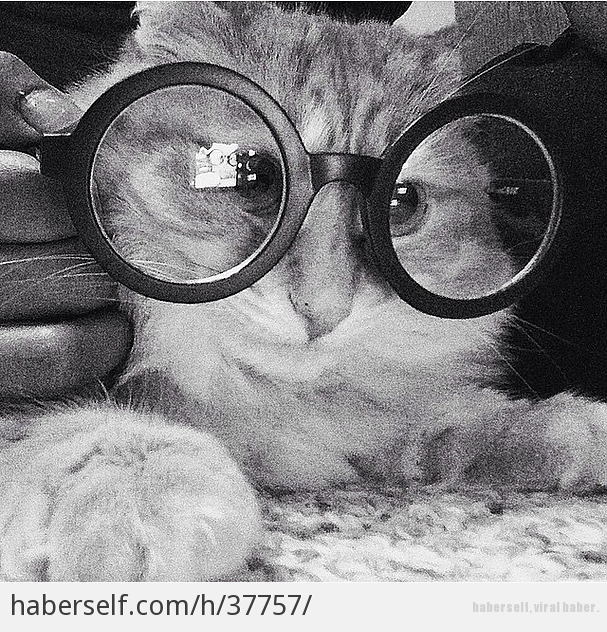 Harry Potter Karakterlerine Oldukça Benzeyen 16 Sevimli Kedi