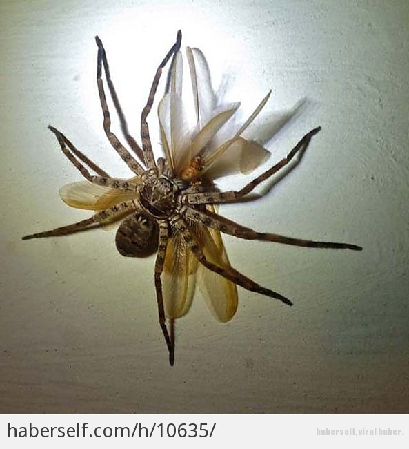 Kesinlikle Karşılaşmak İstemeyeceğiniz 24 Korkunç Böcek Türü