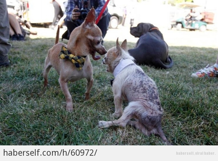 Dünyanın En Çirkin Köpeği Yarışmasının Finalistleri - Haberself